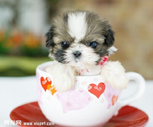 茶杯犬該如何飼養？茶杯犬的飼養方法