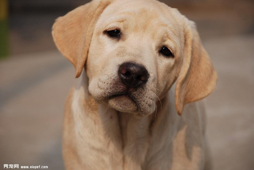 避免拉布拉多犬患病和發生事故的飼養方法