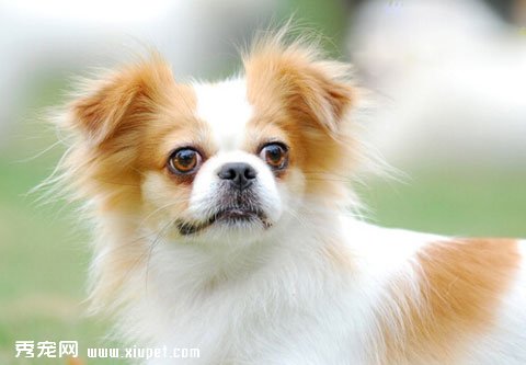 蝴蝶犬的美容方法及日常養護