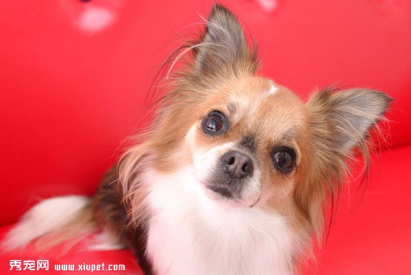 為何要把蝴蝶犬放在室內飼養？