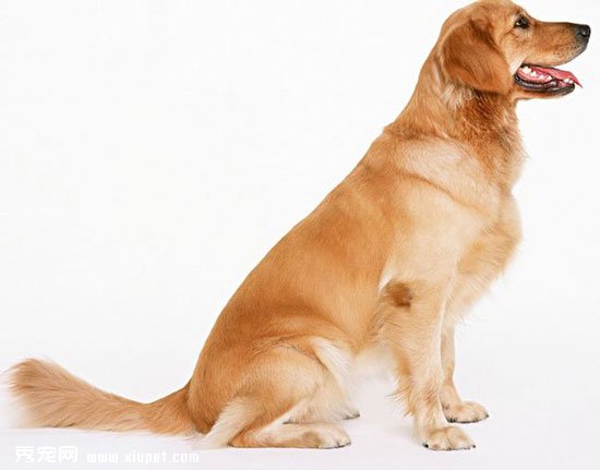 金毛犬的喂養方法及健康消毒