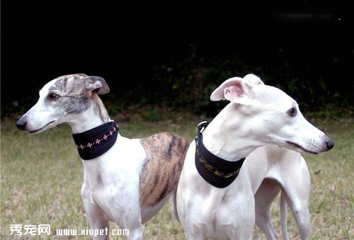 老年犬的年齡標准以飼養要點