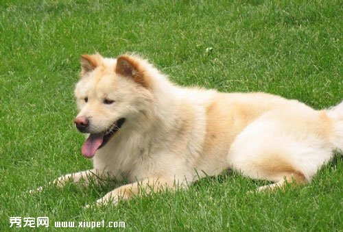 關於日本秋田犬名字的由來是什麼？