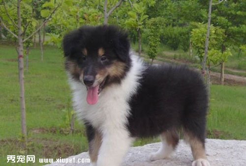 寵物犬蘇格蘭牧羊犬幼犬的飼養方法