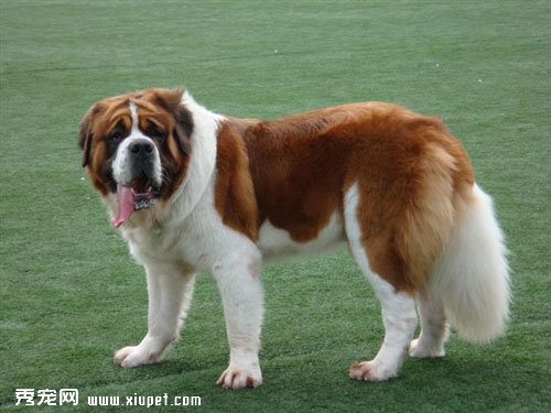 聖伯納青年犬的飼養管理