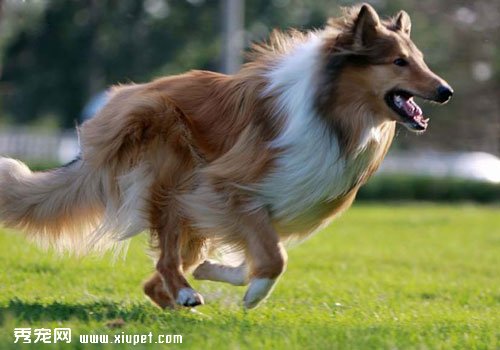 蘇格蘭牧羊犬的飼養