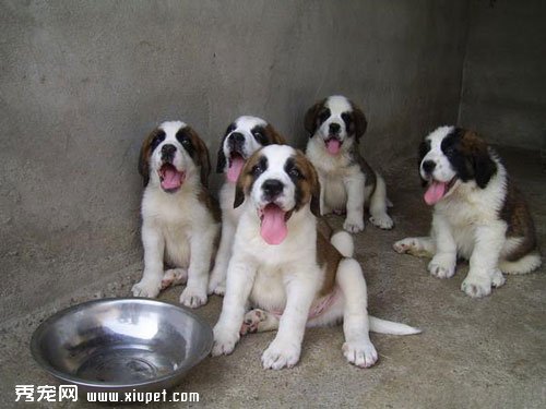 寵物犬聖伯納的幼犬飼養管理