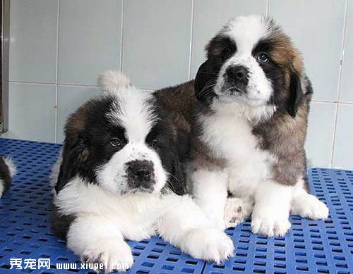 聖伯納犬仔犬的飼養管理