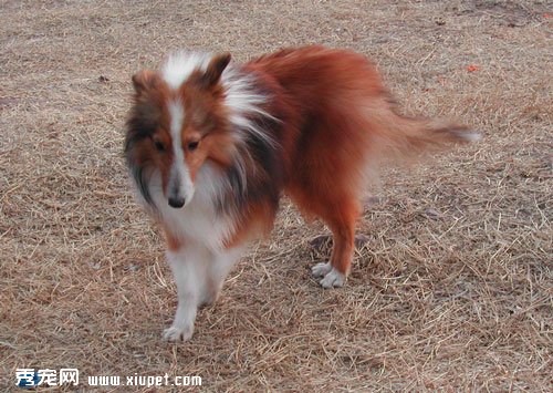 寵物犬喜樂蒂牧羊犬的飼養方式