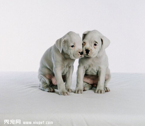 2月齡幼犬的喂養