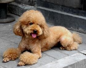 【貴賓犬吃什麼】貴賓犬的飲食禁忌