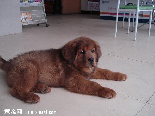 【小藏獒】正確飼養藏獒幼犬的方法