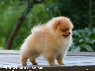 【狗糧怎麼喂】幼犬的狗糧喂養量