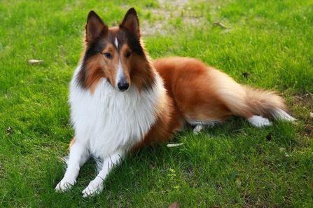 【蘇格蘭牧羊犬好養嗎】蘇格蘭犬飼養是注意事項