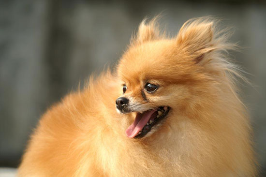 【博美犬好養嗎】新手飼養博美犬必看