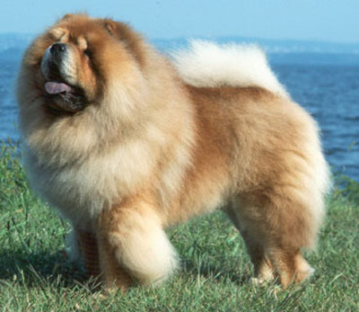松獅犬日常養護細節