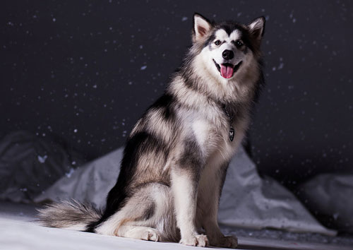 如何喂養6-7個月大的阿拉斯加犬？