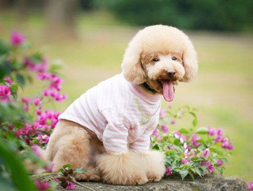飼養貴賓犬的六大注意事項