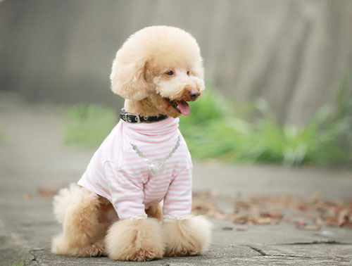【貴賓犬要注意什麼】飼養貴賓犬注意事項