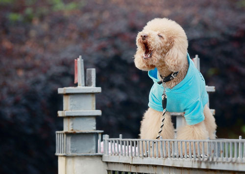 【貴賓犬飼養指南】各類貴賓犬的營養配方及注意事項