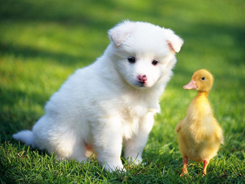 如何喂養薩摩耶幼犬
