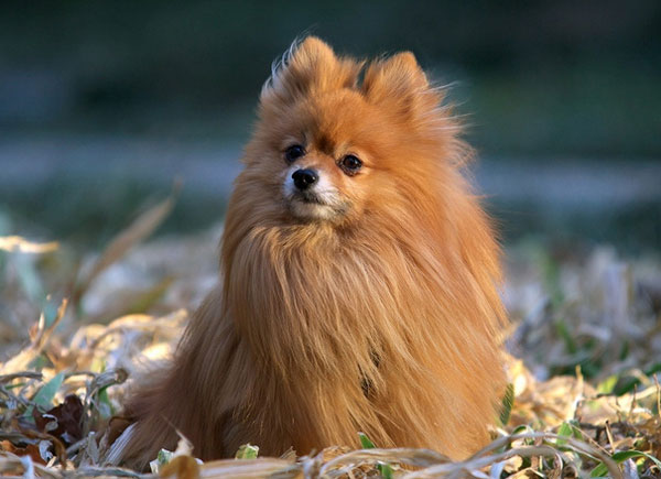 【博美犬怎麼養】飼養博美犬的經驗分享