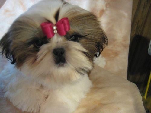 飼養西施犬應該注意哪些？西施犬怎麼樣