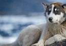  格陵蘭犬好養嗎_圖片_訓練