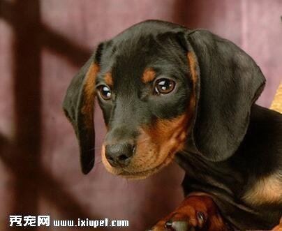 臘腸犬喜歡吃什麼？它不能吃什麼食物？