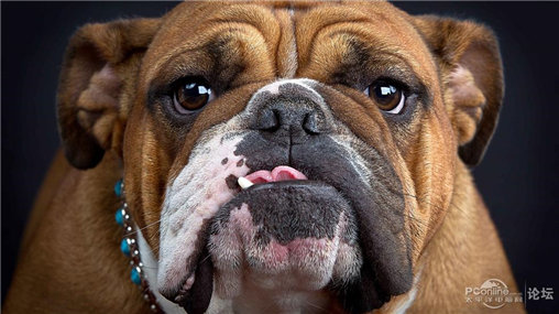 斗牛犬剪指甲的方法是什麼？剪指甲要注意哪些事項？