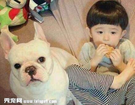 如何飼養斗牛犬？飼養它需注意什麼？