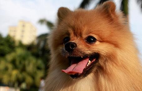 養博美犬要注意什麼