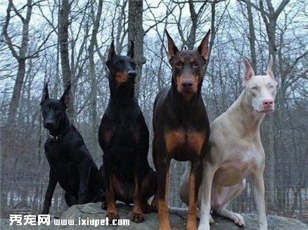 杜賓犬裁耳恢復的方法有哪些？