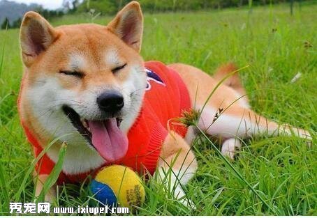 柴犬多大可以吃干糧