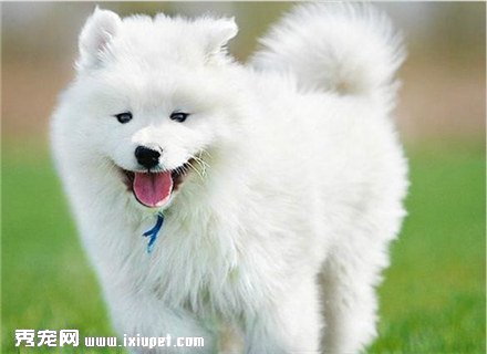 怎麼喂養薩摩耶幼犬？喂養時應該注意什麼事項？