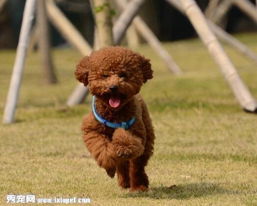三個月的貴賓犬可以洗澡嗎