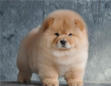 可愛的松獅犬能長多大？飼養松獅犬需要注意什麼事項？