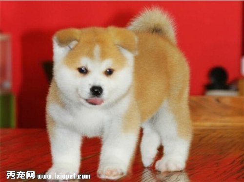 秋田犬幼犬如何喂養？喂養秋田犬幼犬需注意的事項有哪些？