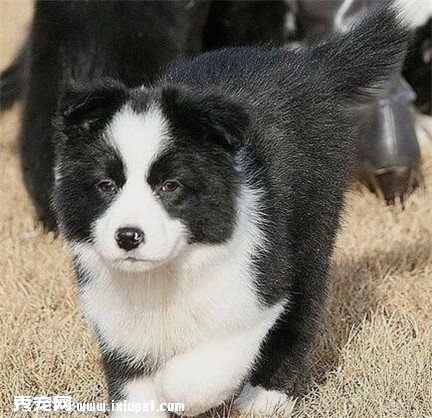 邊境牧羊犬價格