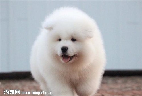 薩摩耶吃什麼狗糧好?飼養薩摩耶需注意的事項有哪些？