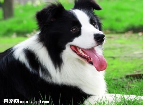 邊境牧羊犬吃什麼