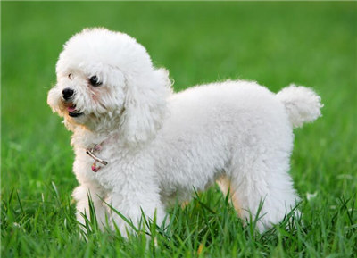 貴賓犬吃什麼食物好？貴賓犬不能吃什麼？