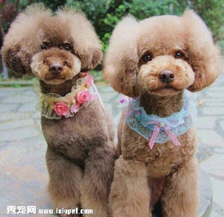 貴賓犬怎麼養