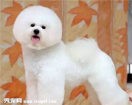 比熊犬吃什麼