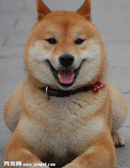 秋田犬
