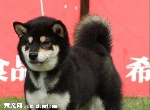 柴犬