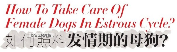 當狗狗遇上“愛情”的小煩惱 性成熟,愛情,健康 柳州站
