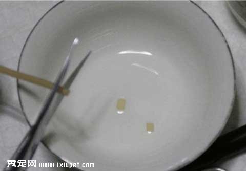 狗狗斷尾方法步驟和工具【圖解】