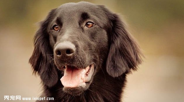 順毛尋獵犬特征