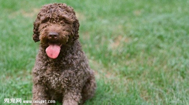 法國水犬特征